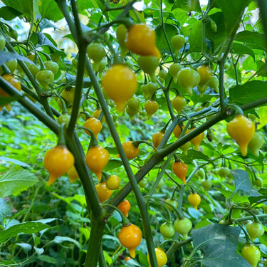 Biquinho Yellow - Seeds - The Pepper Pantry (Formerly Marie Sharp's)